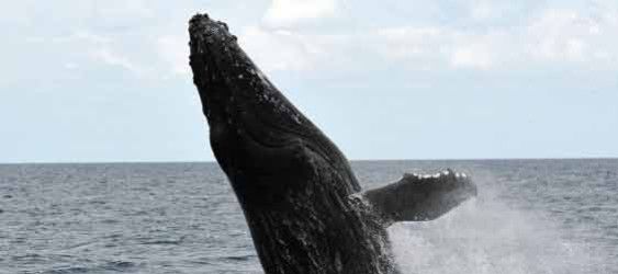 Journée internationale de la baleine