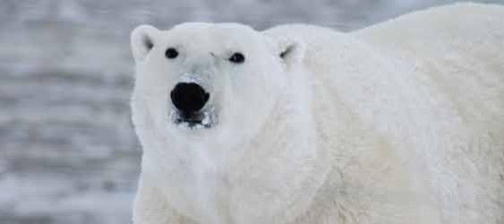 Journée internationale de l'ours polaire